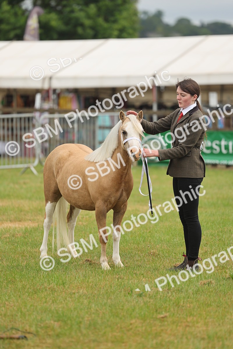 SBM_01403 - Class 50-57 - M&M Welsh Pony In Hand