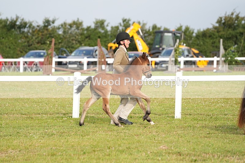 DSC04496 - Classes 44 & 45: NPS M&M Brood Mare and Foal