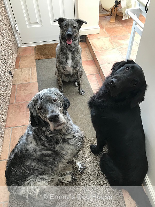  - Dogs