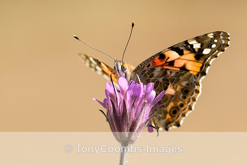 Painted Lady - Lesvos ~ Various Other