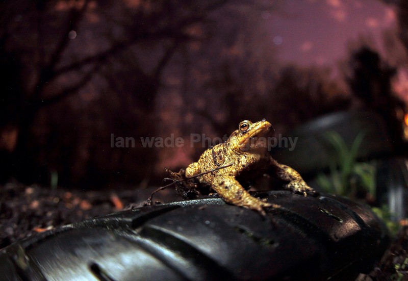 Common toad, Bristol UK - Reptiles, amphibians & pond life, Great Britian