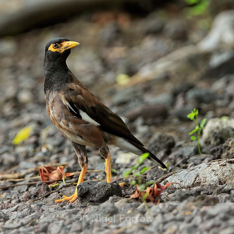 Common Myna, Kealakekua Bay, Hawaii - Common Myna