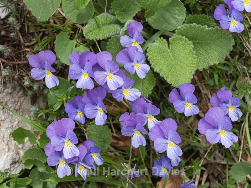 Eugenia's pansy (Viola eugeniae) - Wild Flowers - 1