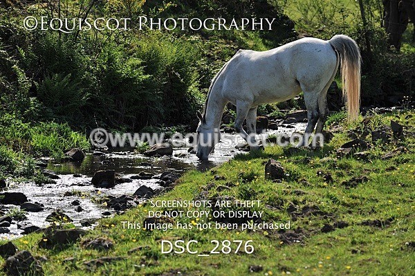 DSC_2876 - ARCHIVE REQUEST - Quincy and Guinness