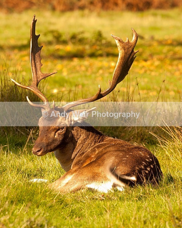 20111022-_MG_6827 - Fallow Deer