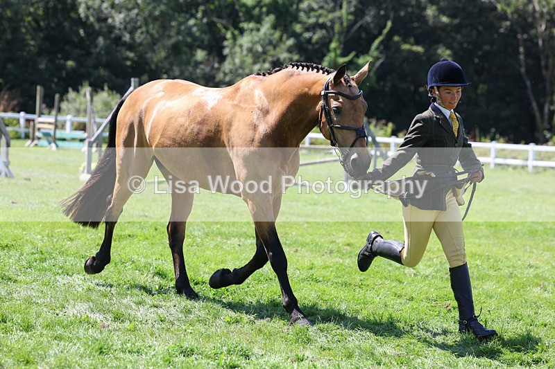 3E7A9081 - Class 6: Open Working Horse