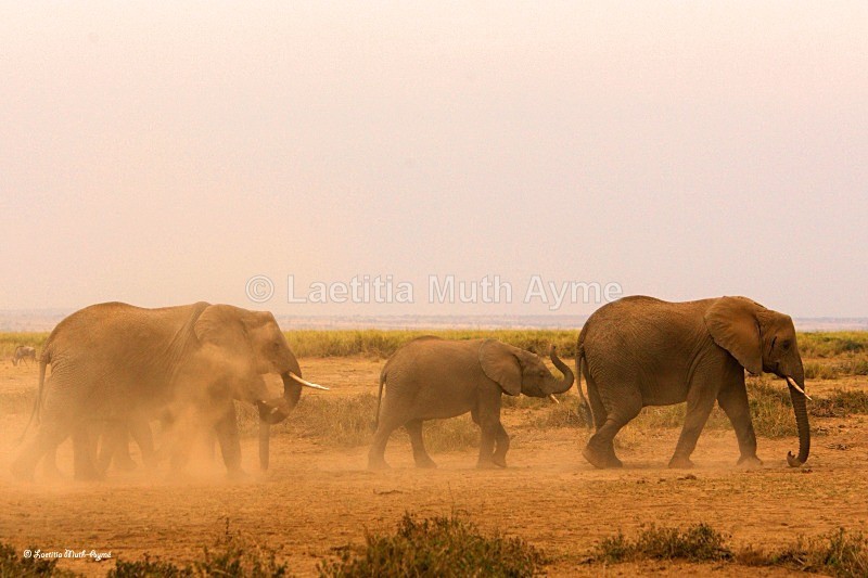 _M7B0104 Amboseli - Elephants