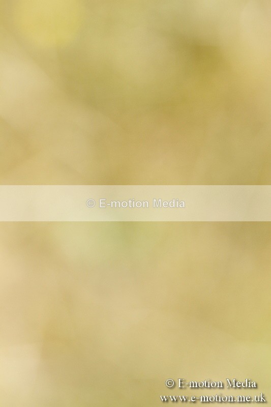 _BS_0780 - BVRC Show 2018 Ring 1