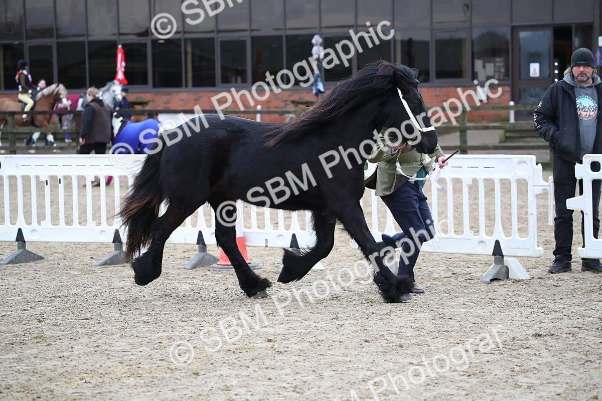 SBM_003980 - Class 1-4 - Young Stock classes Inc. In Hand Championship