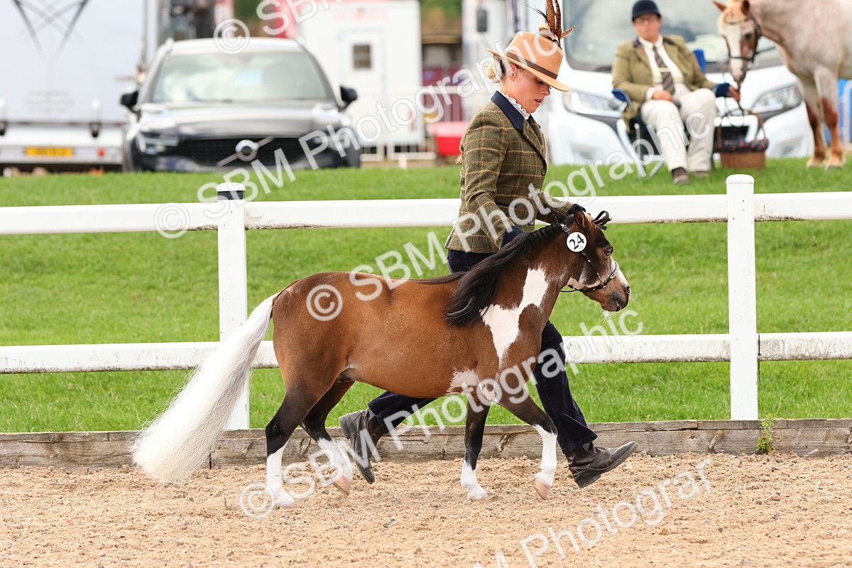 SBM_10293 - Class 206 - IH Non Show Type Pony