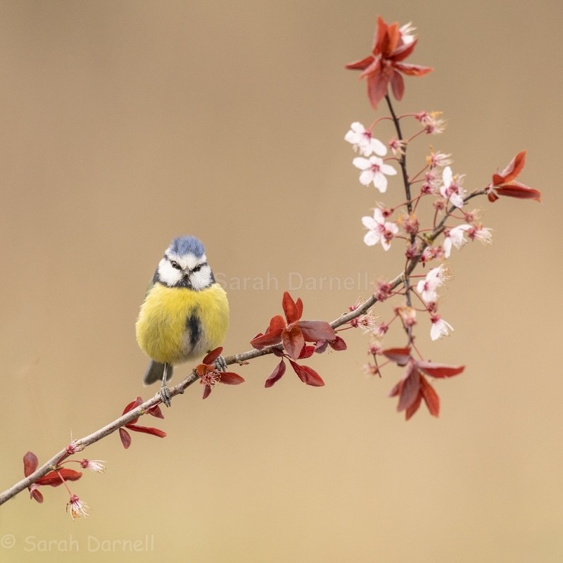 Blue Tit Blossom - Greeting Cards