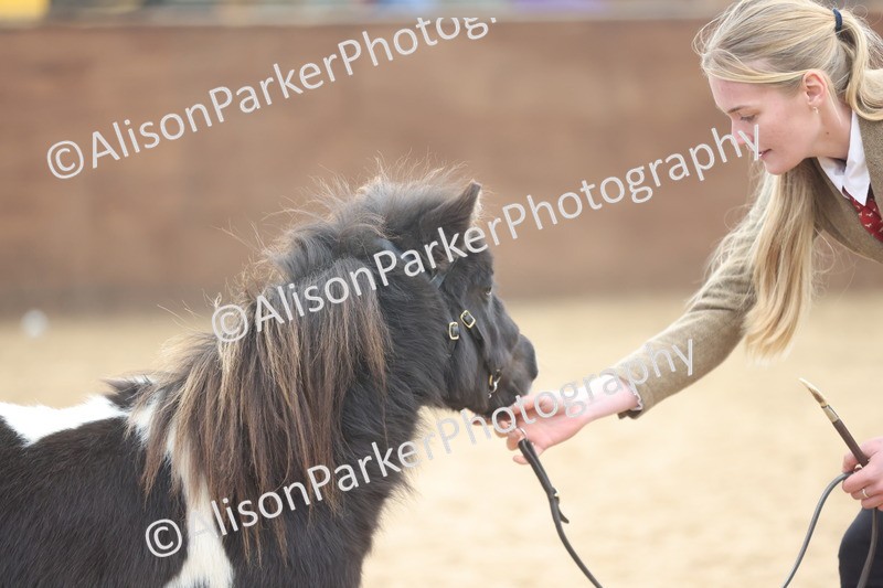 20251109-0191 - Class 10 - Yearling, Colt, Filly or Gelding