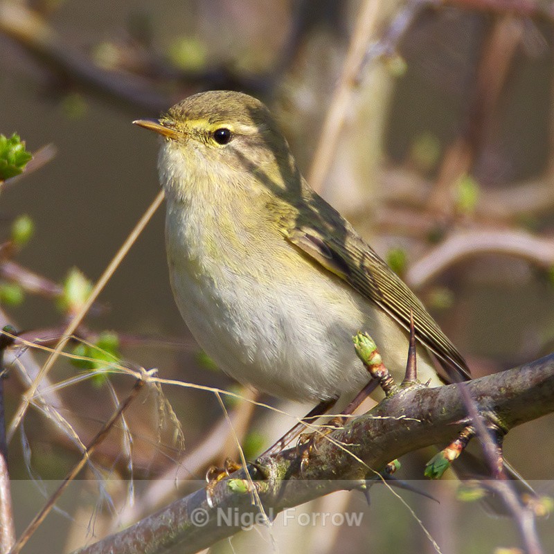Willow Warbler - Willow Warbler