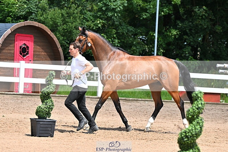 240718A-105259-01413 - Trot Up 12pm to 1pm