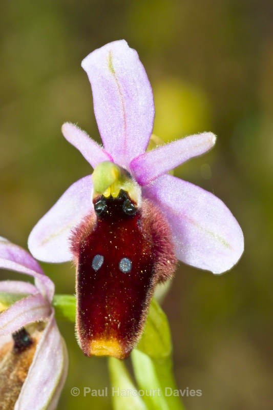 Crescent Ophrys (Ophrys lunulata) -a Sicilian endemic - Orchids - Ophrys