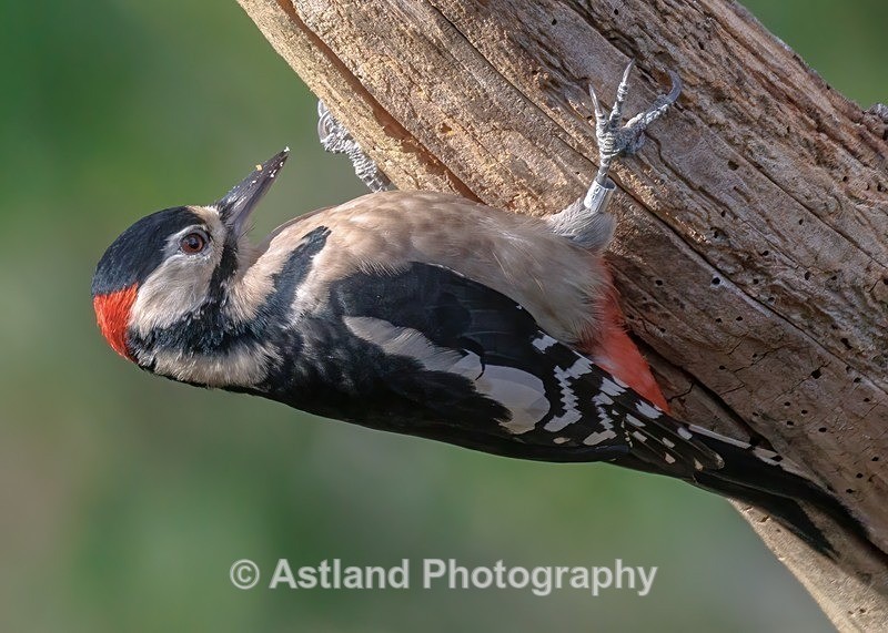 Great Spotted Woodpecker - Latest Images