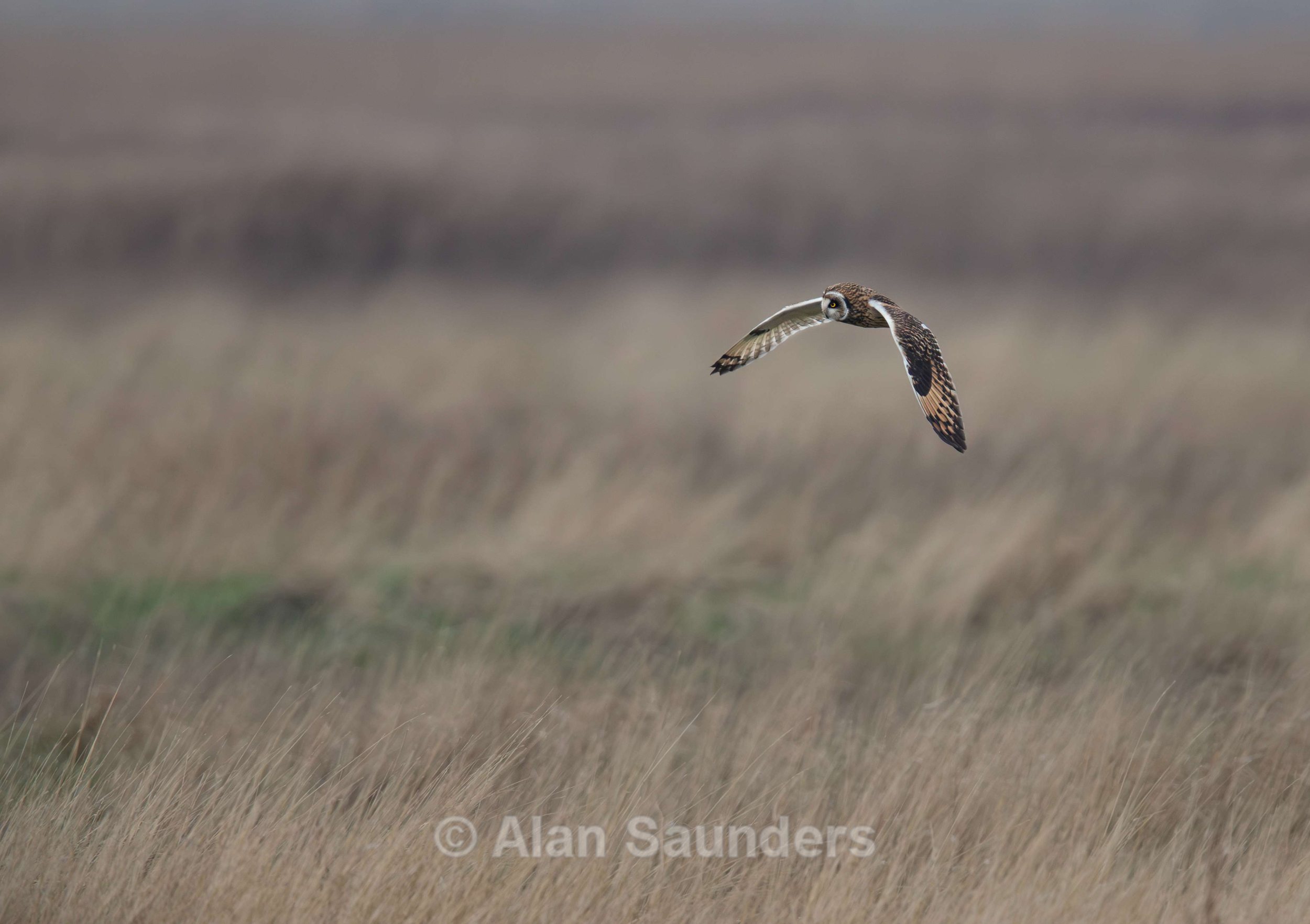Short Eared Owl
