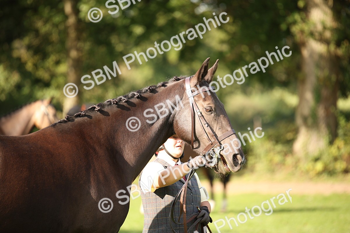 SBM_60117 - S53 - Hunter In Hand