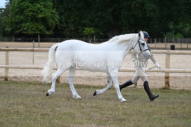WJ7_8755 - Class 4a Prettiest Mare 14.2hh and over