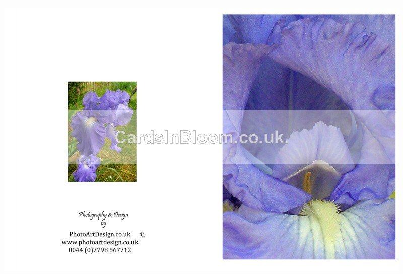 EX. IRIS 2 - THE IRIS CARD COLLECTION