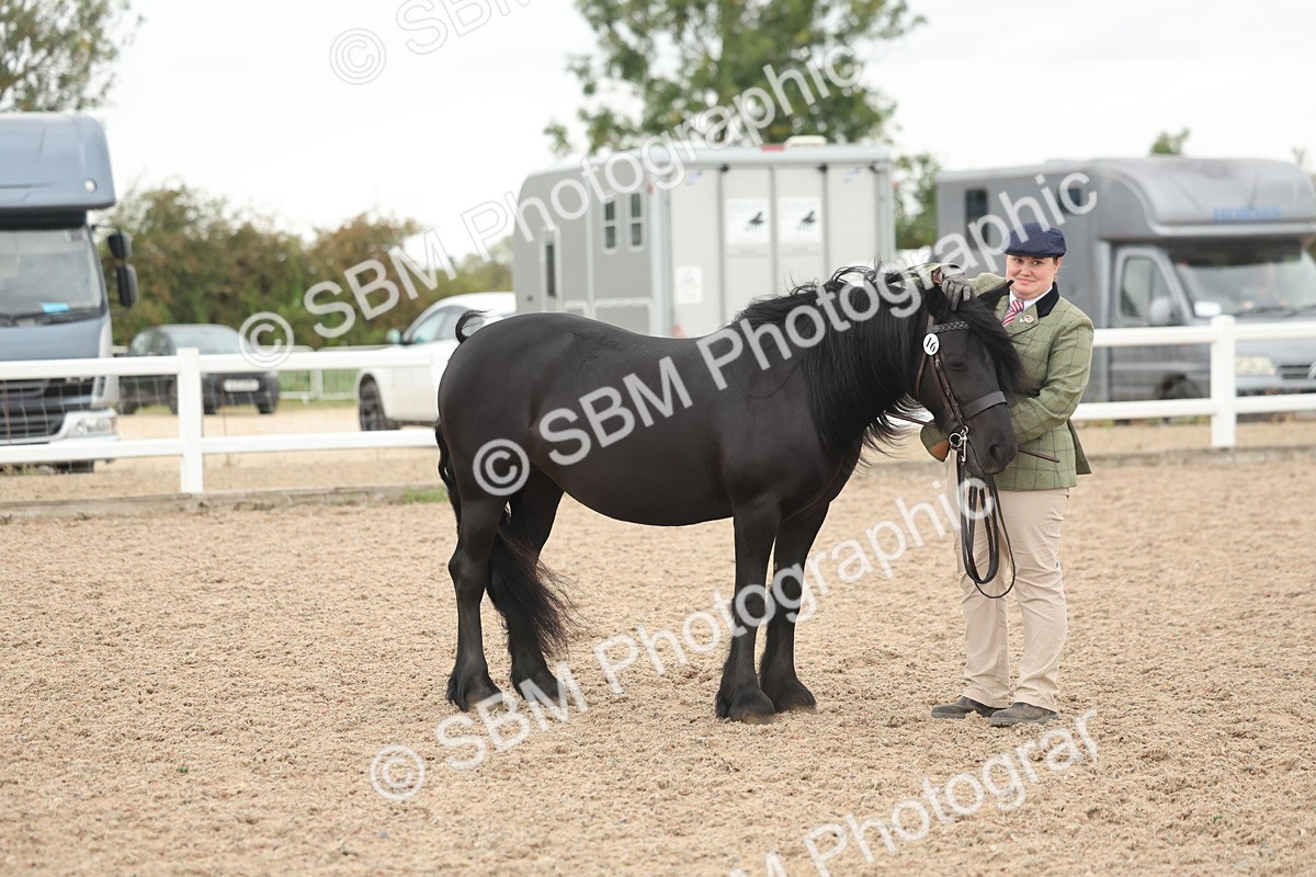 SBM_19409 - Class 317 - IH Pure Bred Horse-Pony