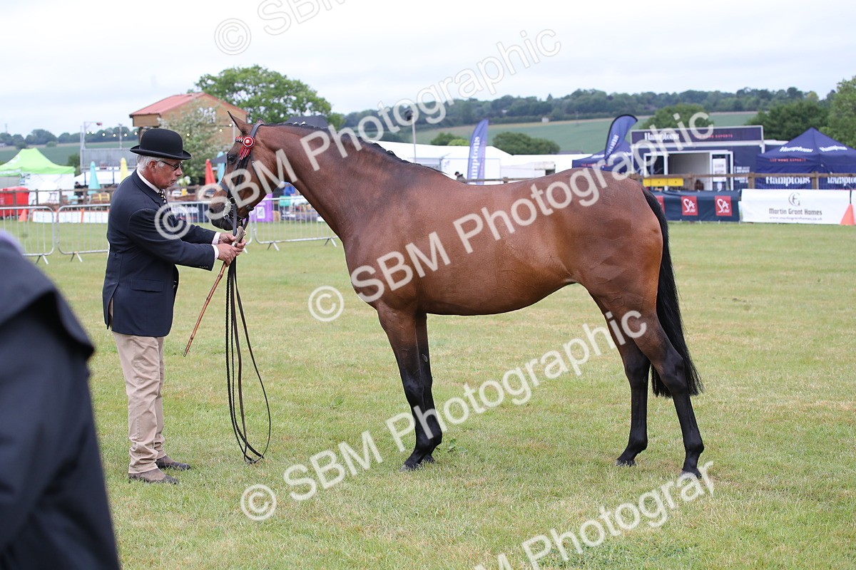 SBM_00177 - Class 17-20 - Arab & Part Bred - Anglo Arab In Hand