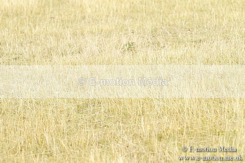 _BS_0441 - BVRC Show 2018 Ring 3