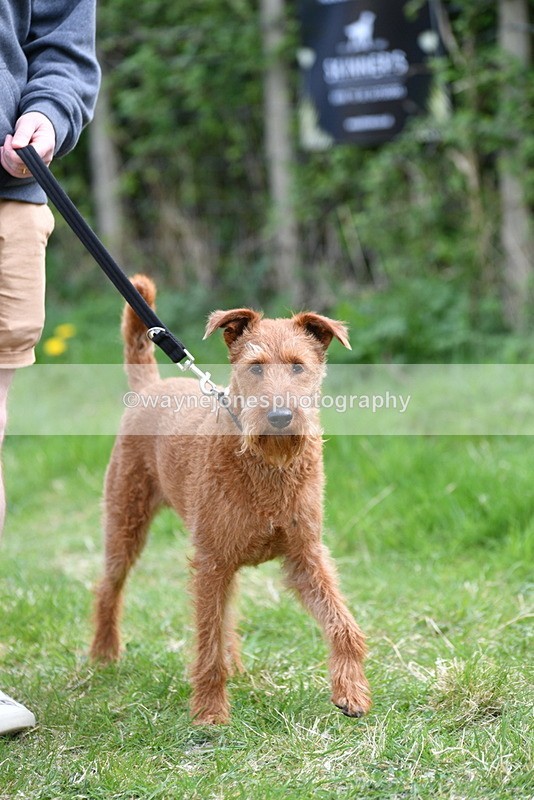 WJ5_9509 - Class 3 Most Handsome Dog