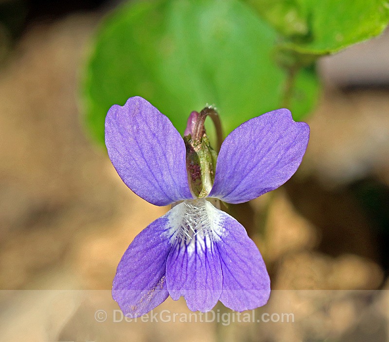 Purple Violet - Flora