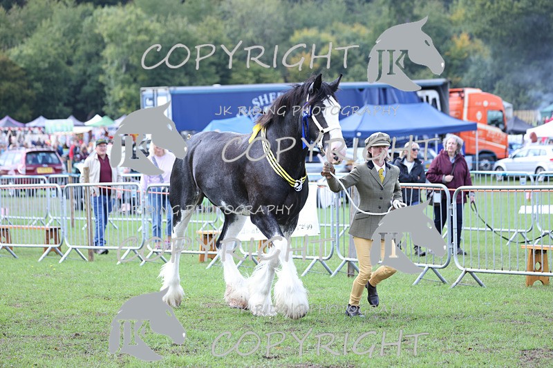 APP_3363 - Class 5 In Hand Championship