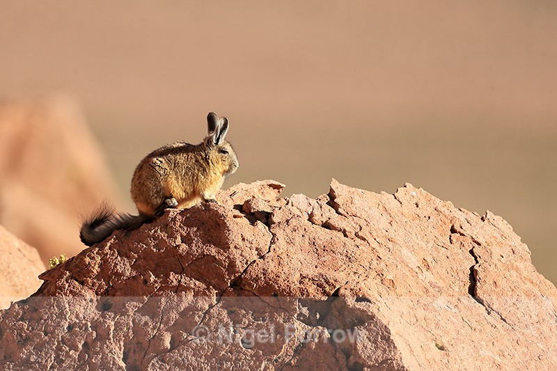 Viscacha on top of rock, Machuca, Chile - Viscacha