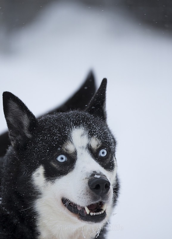 Huskies from the Dogsled team in Northern Finland - FINLAND & SWEDEN LANDSCAPES