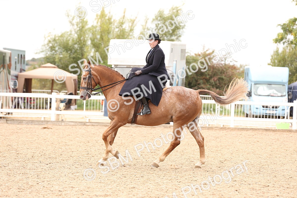 SBM_16418 - Class 211 - Best Side Saddle Horse - Pony