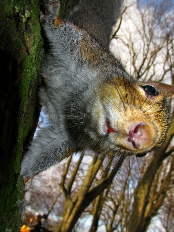  - Wildlife, Mammal Photography, Great Britain