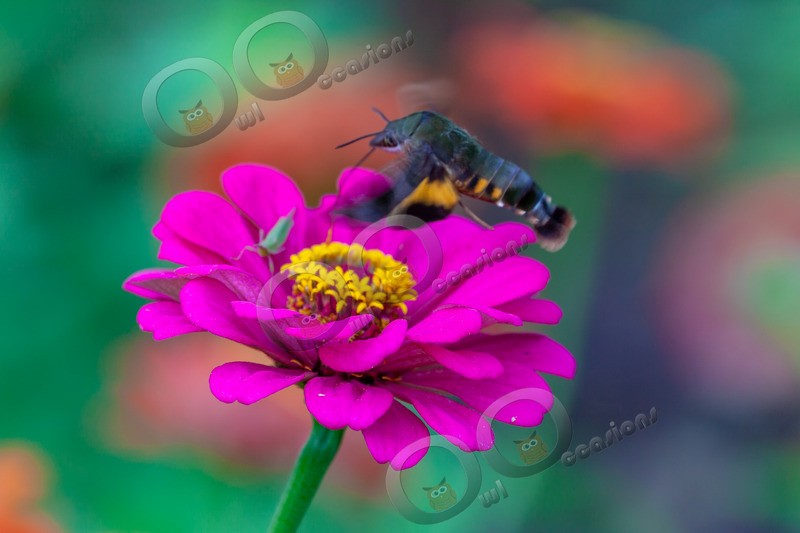 hummingbird Hawk Moth Macroglossum stellatarum-1235 - Insects from around the world