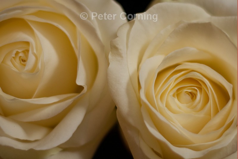 White roses - Flowers
