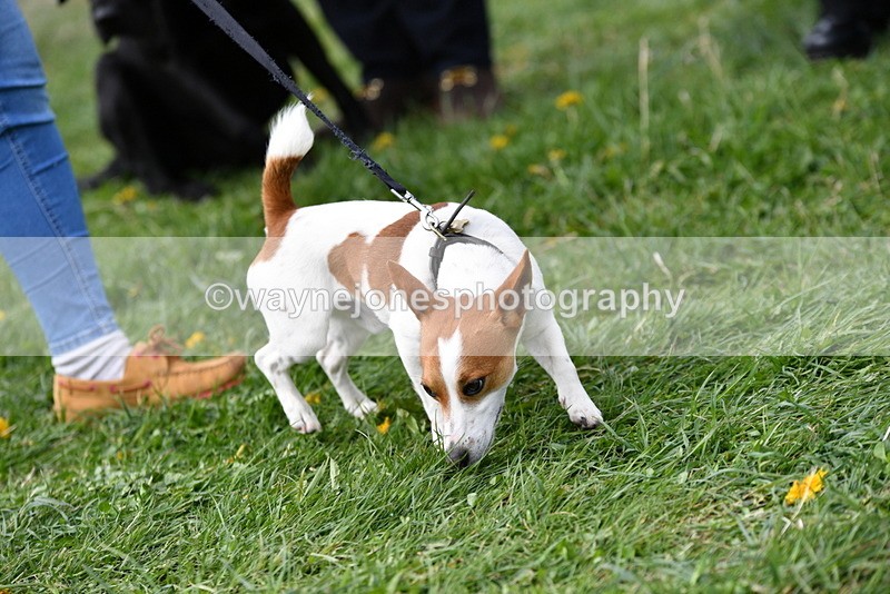 WJ5_0317 - Class 7 Best Terrier