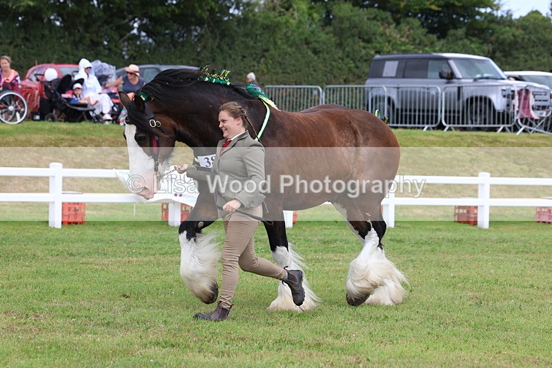 3E7A0766 - Class 7: Heavy Horse In Hand