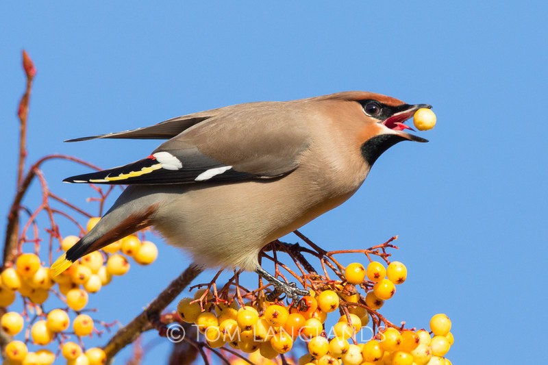 Waxwing - All Other Birds