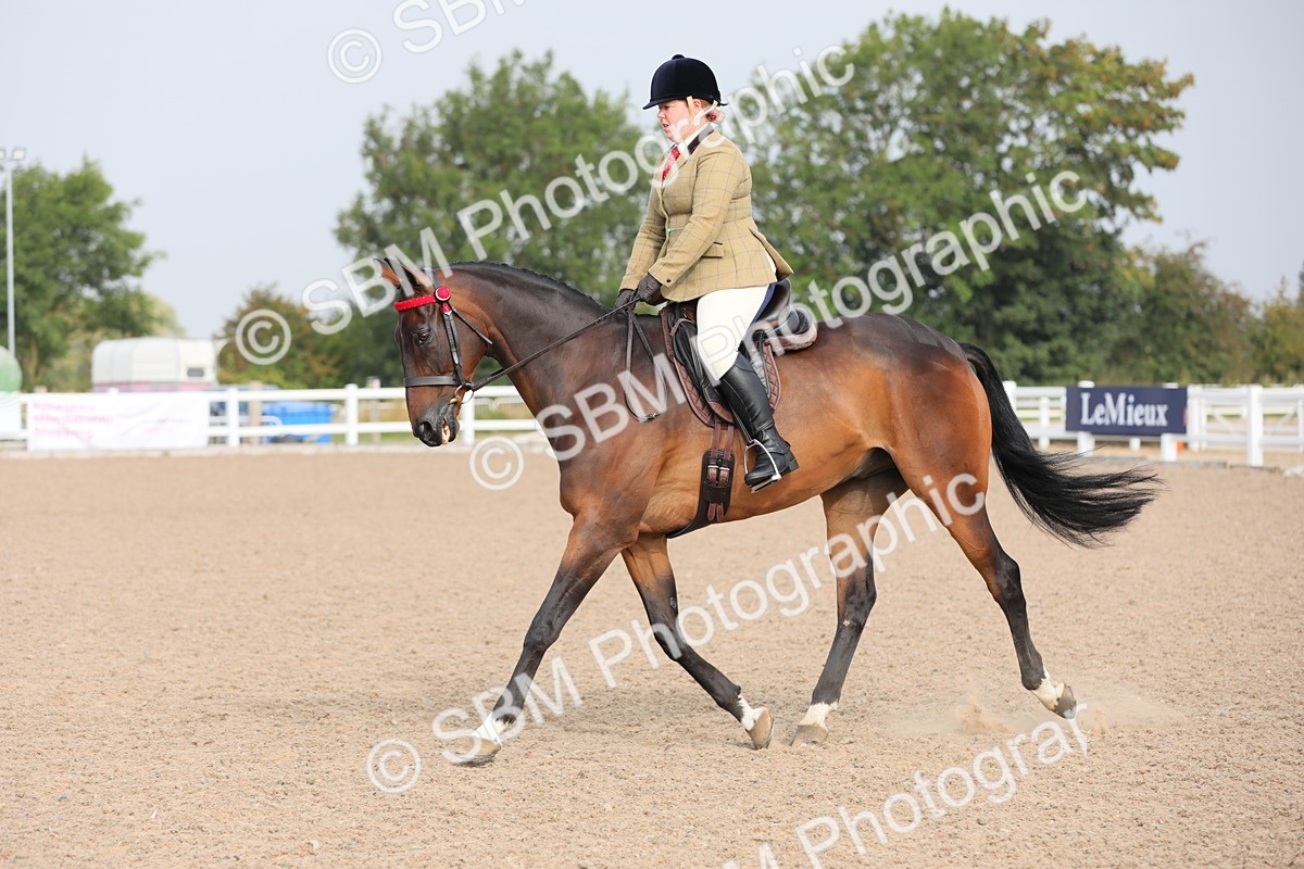 SBM_10704 - Class 303 Ridden Pure Bred Horse/Pony (excl M&M)