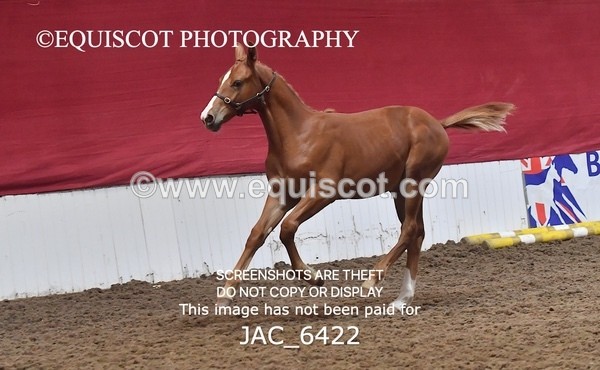 JAC_6422 - 19 Luca