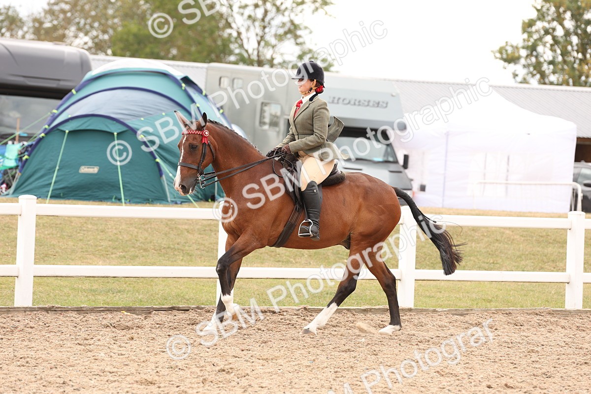 SBM_17346 - Class 214 - Ridden Hack Riding Horse