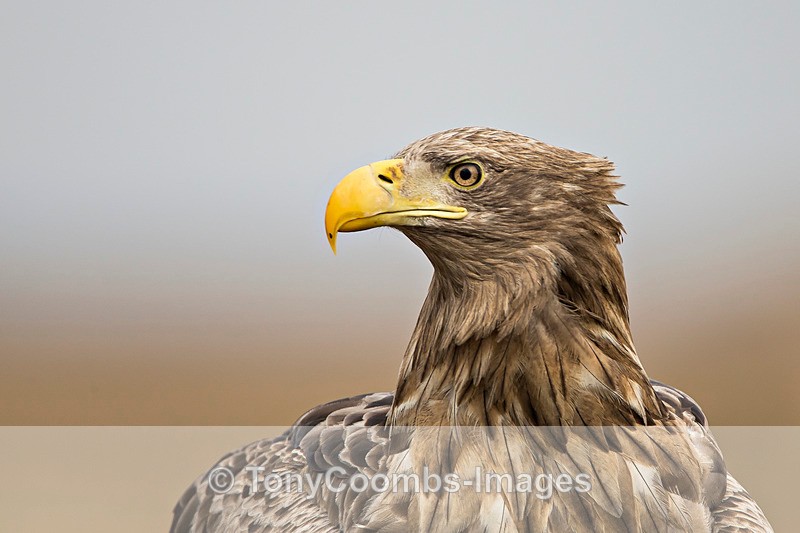 White-tailed Eagle - Eagle Hides