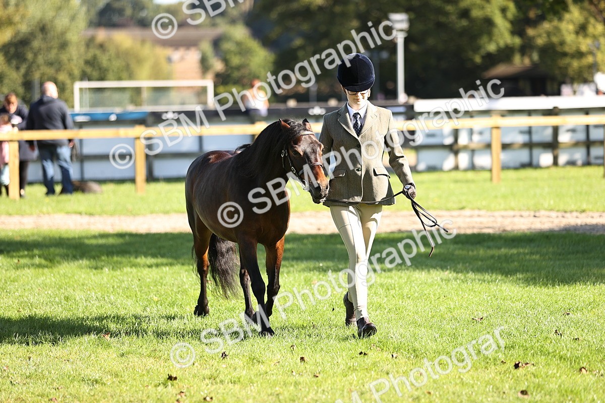 SBM_15925 - S1 - TSR in Hand Horse & Pony Showing