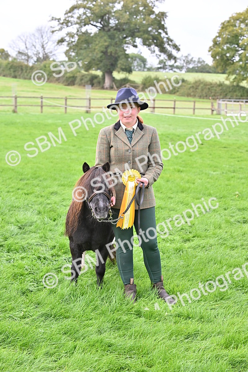 SBM_57000 - S45 - Coloured Pony In Hand