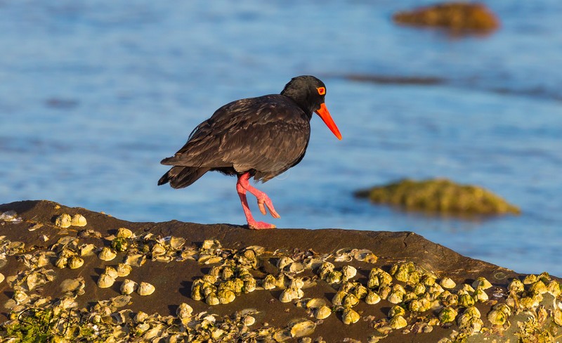 Sooty Oyster Catcher 5