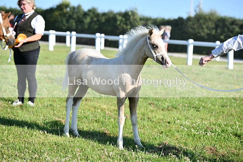 DSC_5306 - Classes 47 & 48: NPS M&M Brood Mare and Foal