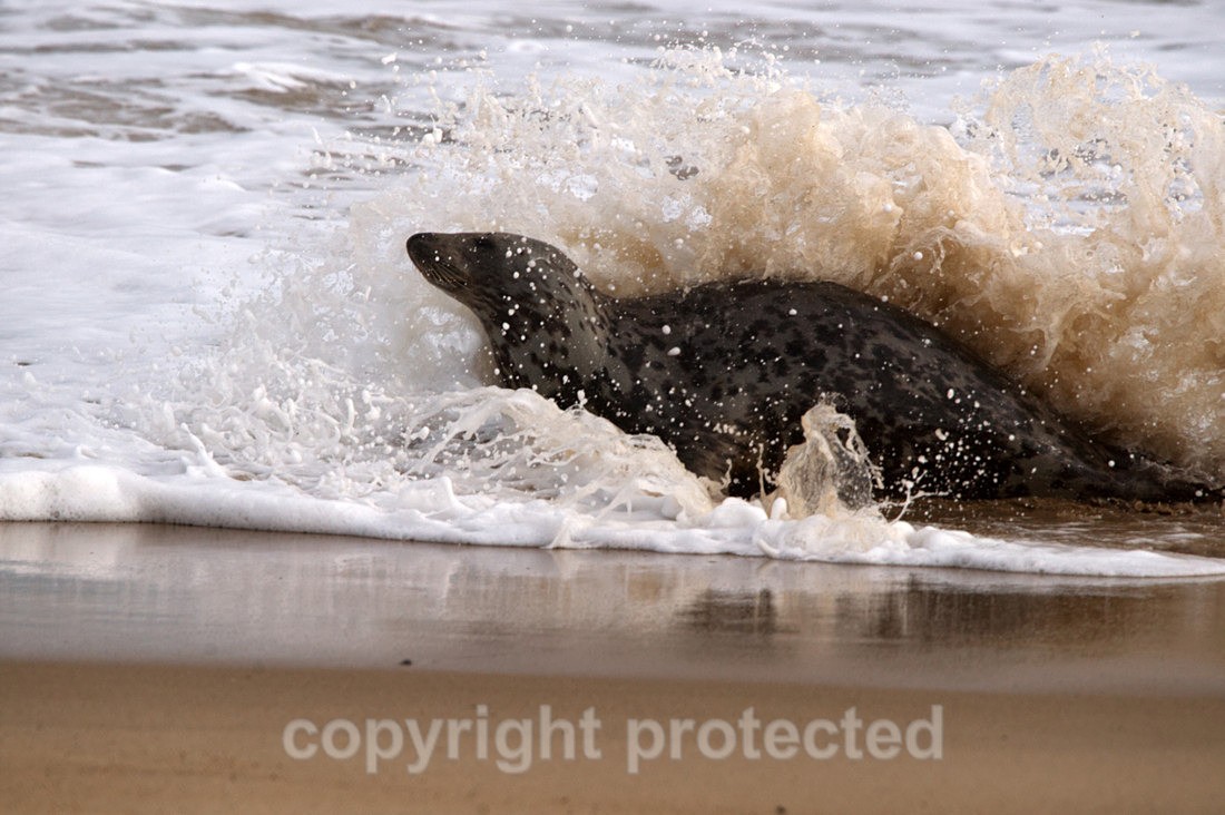 Young Grey Seal - Norfolk
