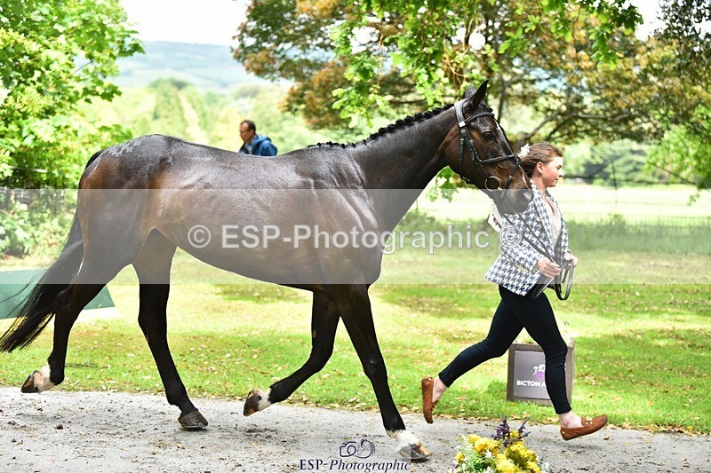 240522-153942-00511 - 372-PENCOS_CROWN_JEWEL-Millie_Juleff
