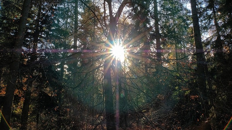 Woodlights 5079 - Spirit Element